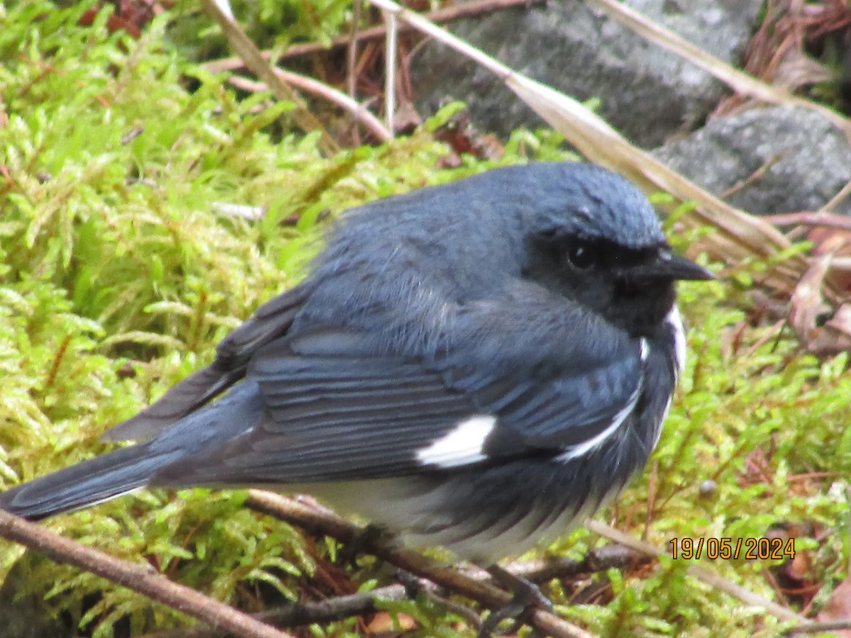 Black-throated Blue Warbler - Louise Boissonneault