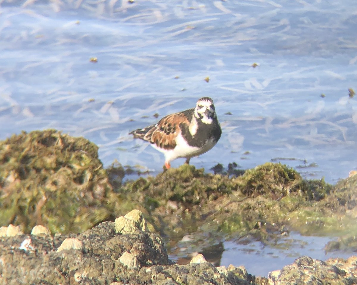 Ruddy Turnstone - ML619348290