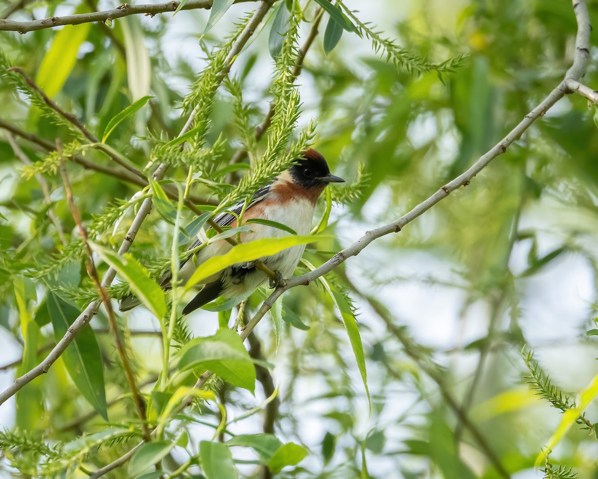 Bay-breasted Warbler - ML619348299