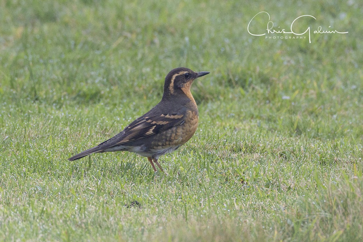 Varied Thrush - Chris Galvin