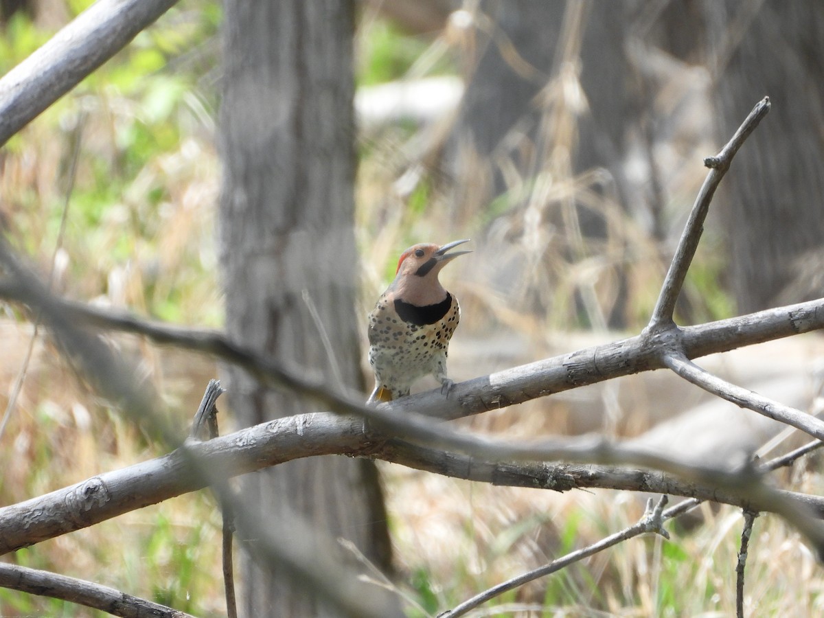 Northern Flicker - ML619348307