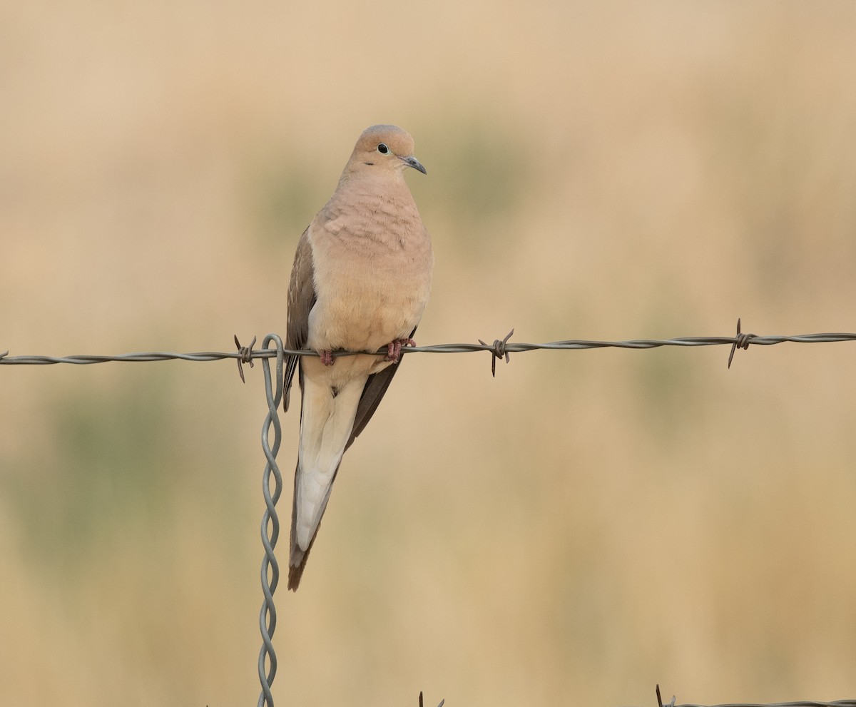 Mourning Dove - ML619348308