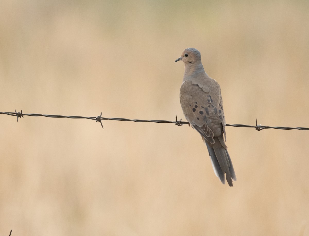 Mourning Dove - ML619348309