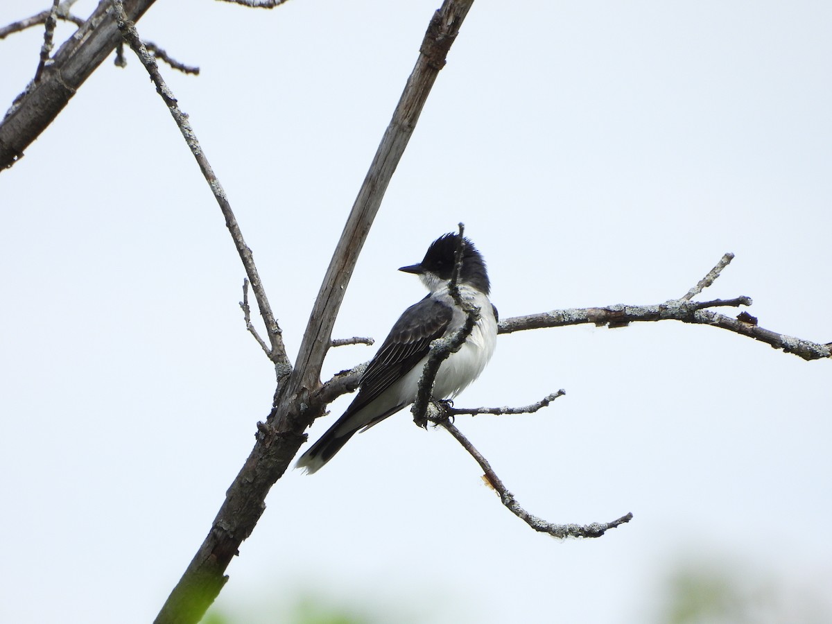 Eastern Kingbird - ML619348310