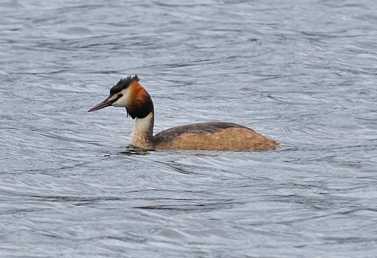 Great Crested Grebe - ML619348311