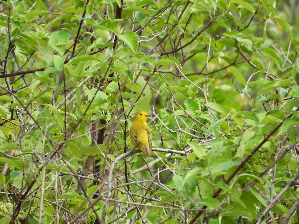 Yellow Warbler - Dan Meyer