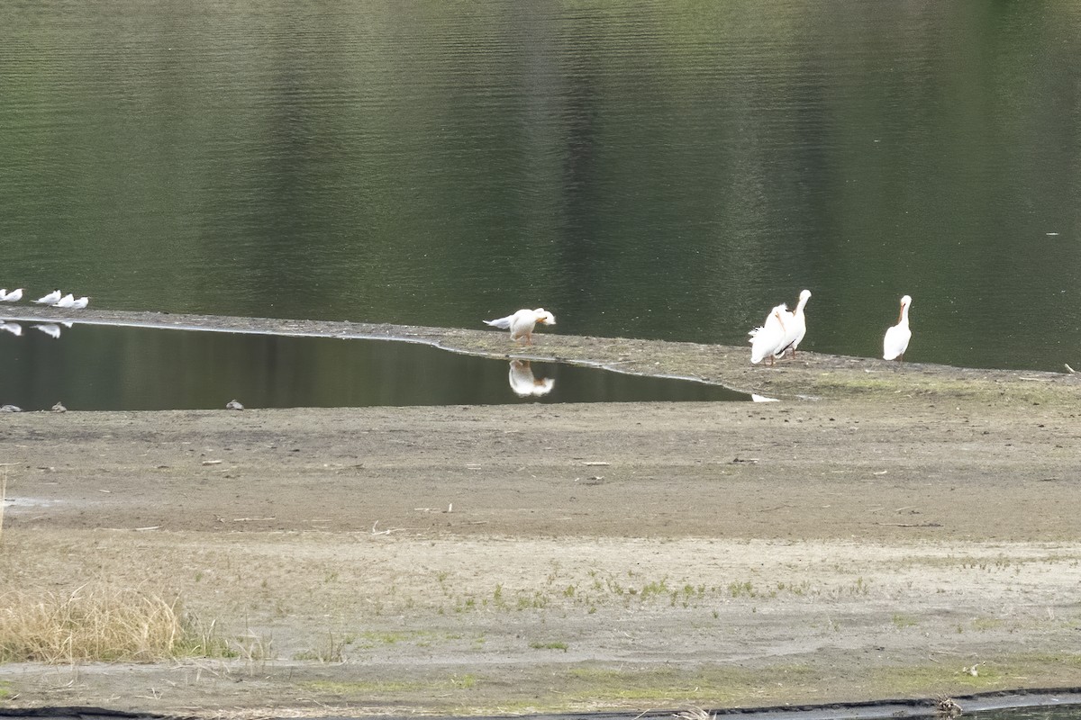 American White Pelican - ML619348319