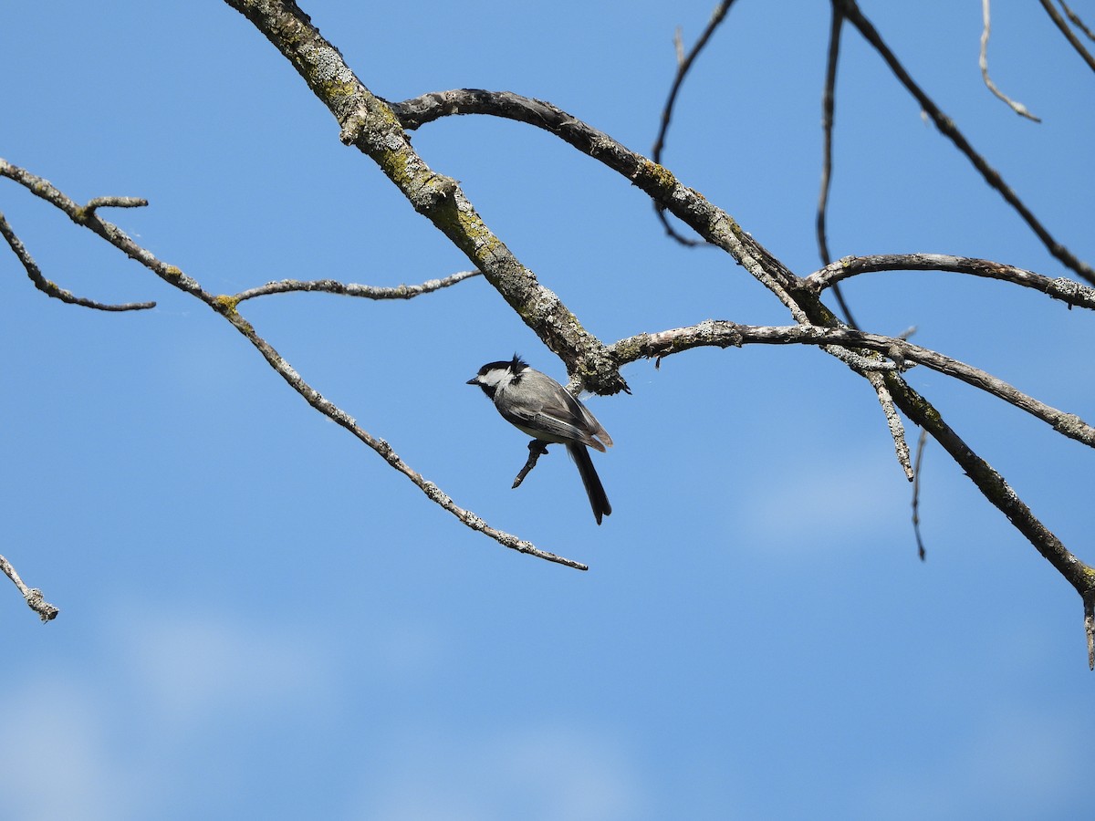 Black-capped Chickadee - ML619348322