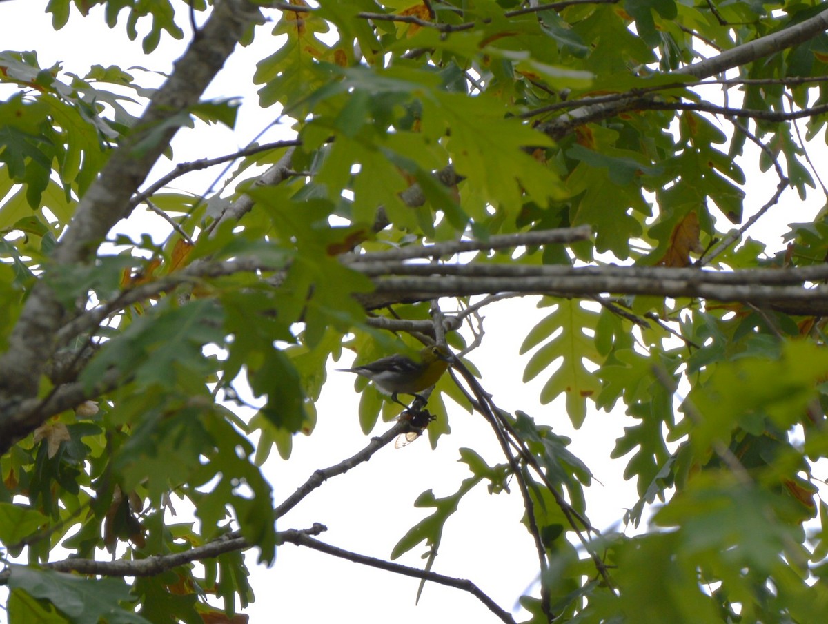 Yellow-throated Vireo - ML619348323