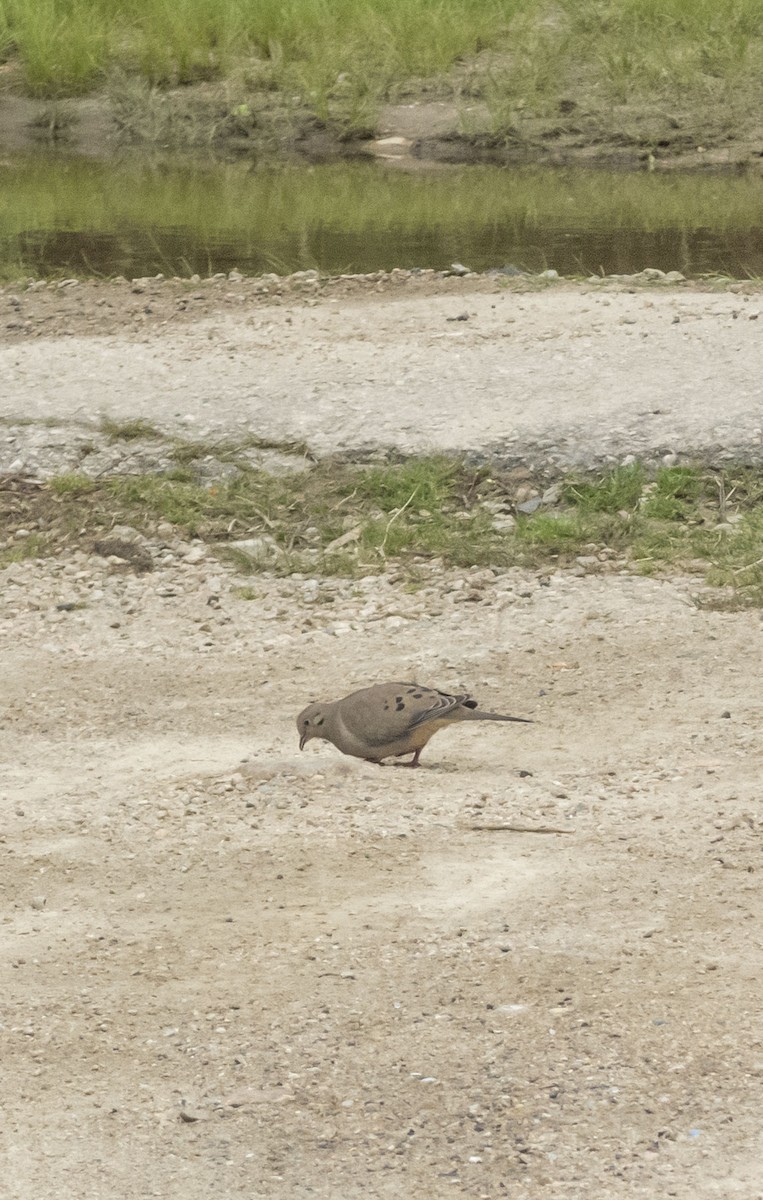 Mourning Dove - ML619348327