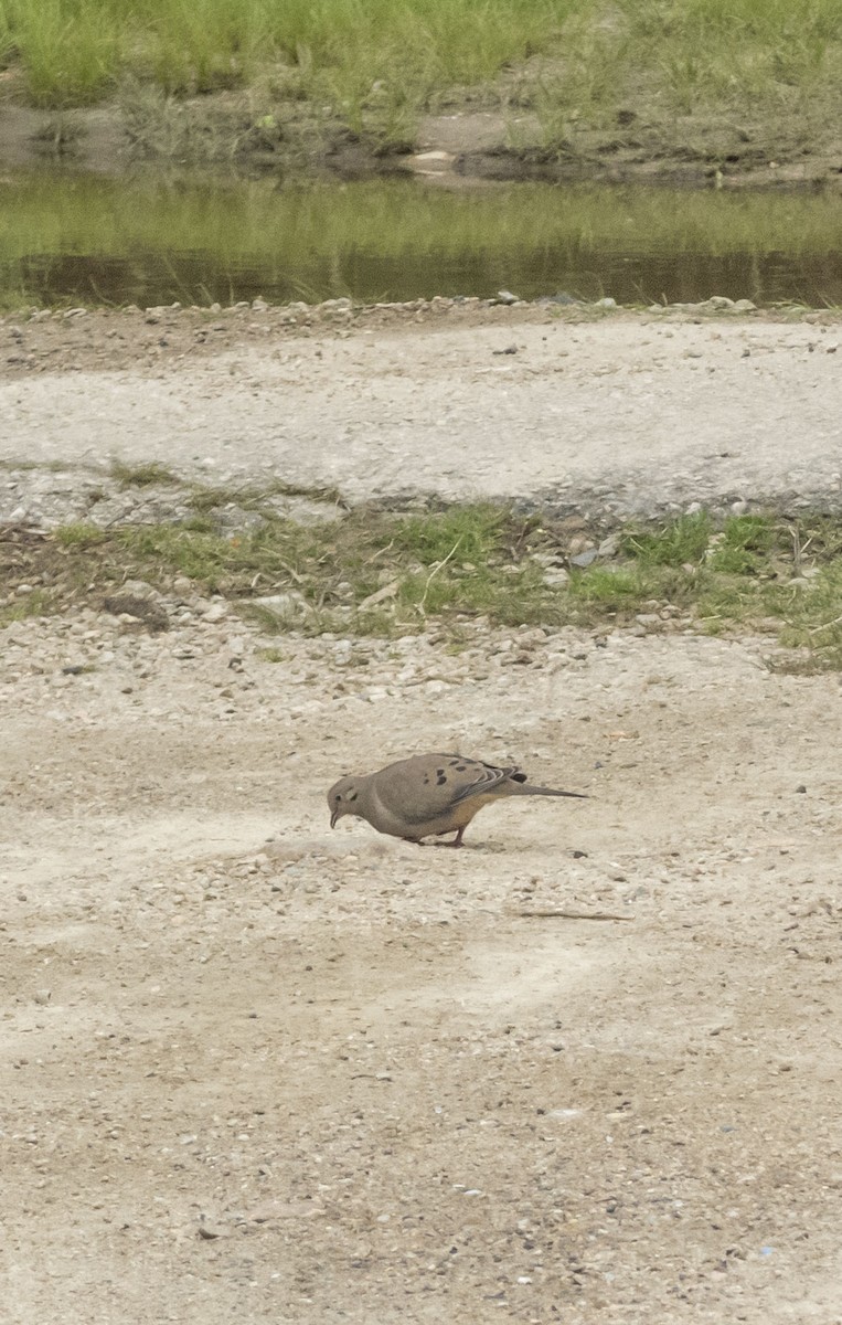 Mourning Dove - Anonymous