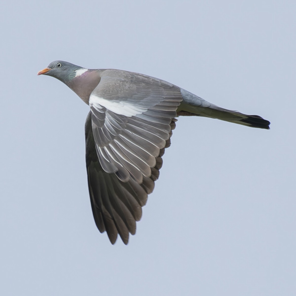 Common Wood-Pigeon - john Butters