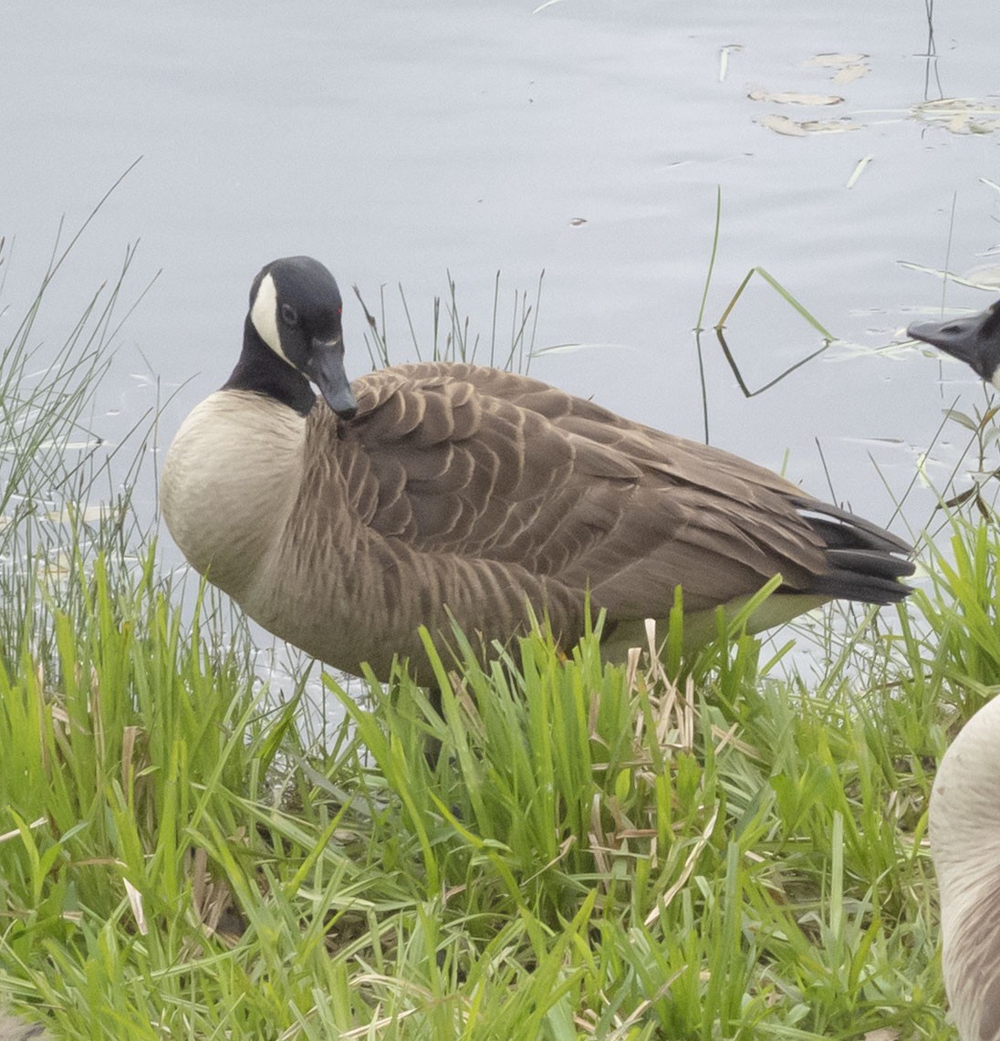 Canada Goose - Anonymous