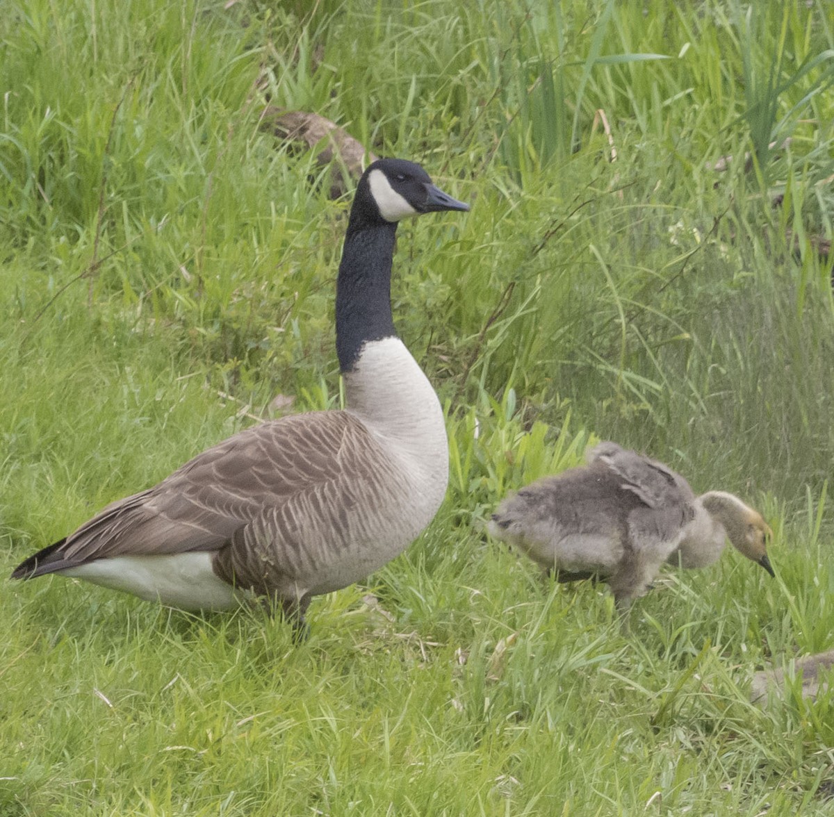 Canada Goose - Anonymous