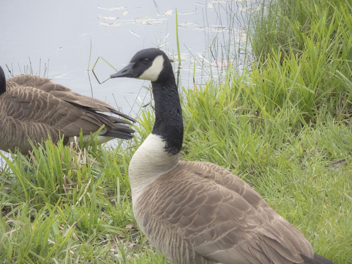 Canada Goose - Anonymous