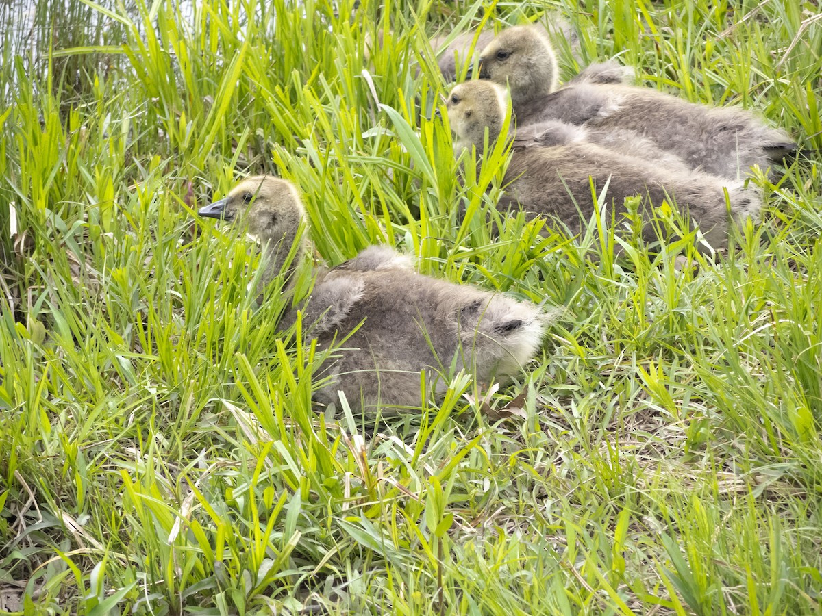 Canada Goose - Anonymous