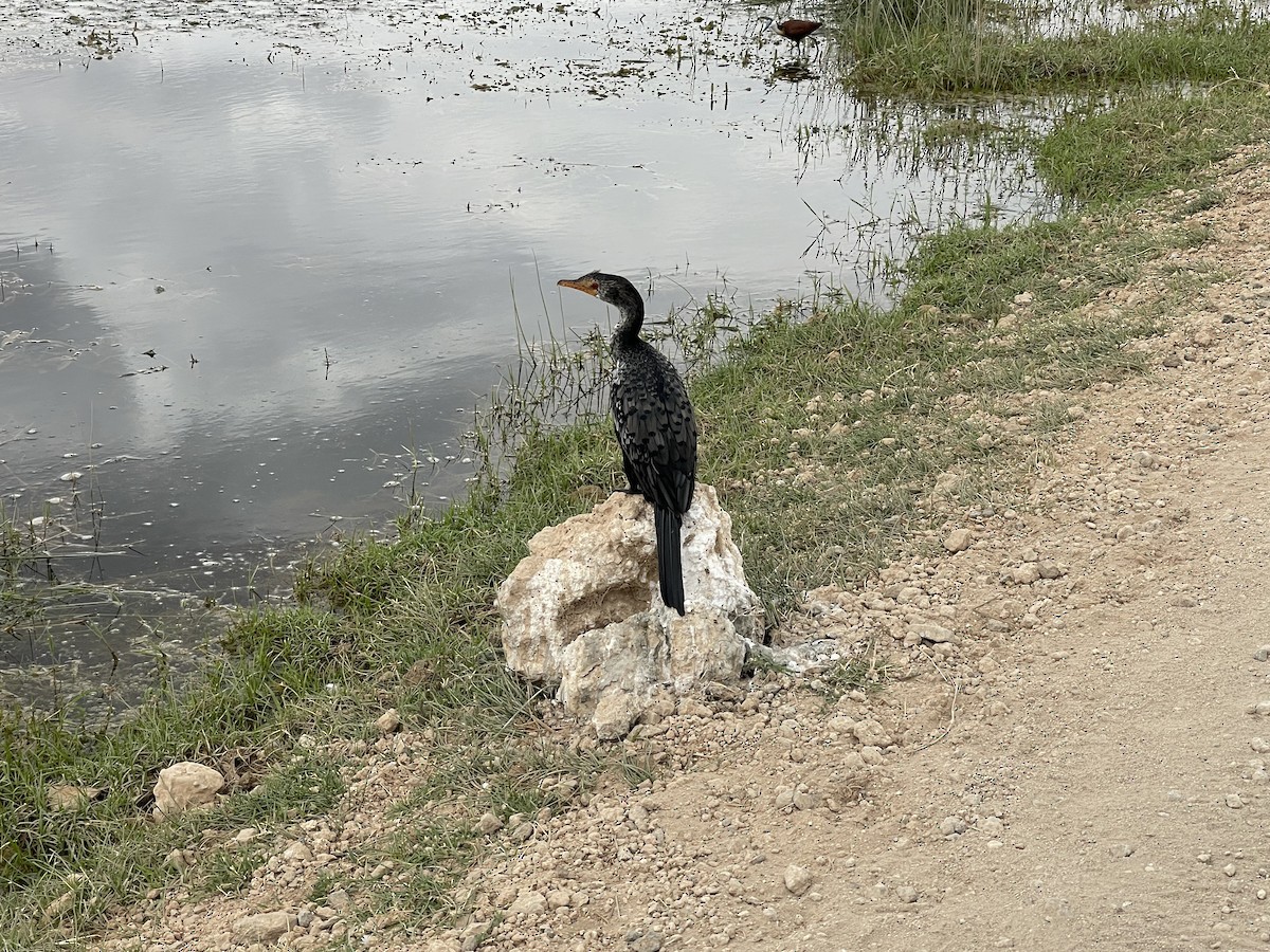 Long-tailed Cormorant - Chris Kieu