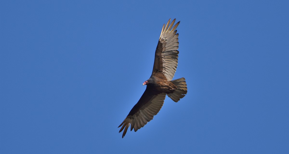 Turkey Vulture - ML619348378