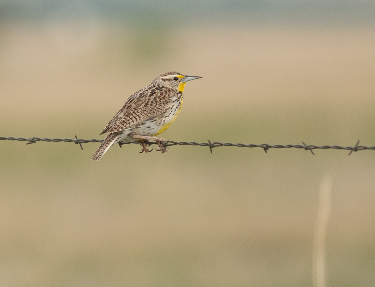 Western Meadowlark - Ethan Cleveland