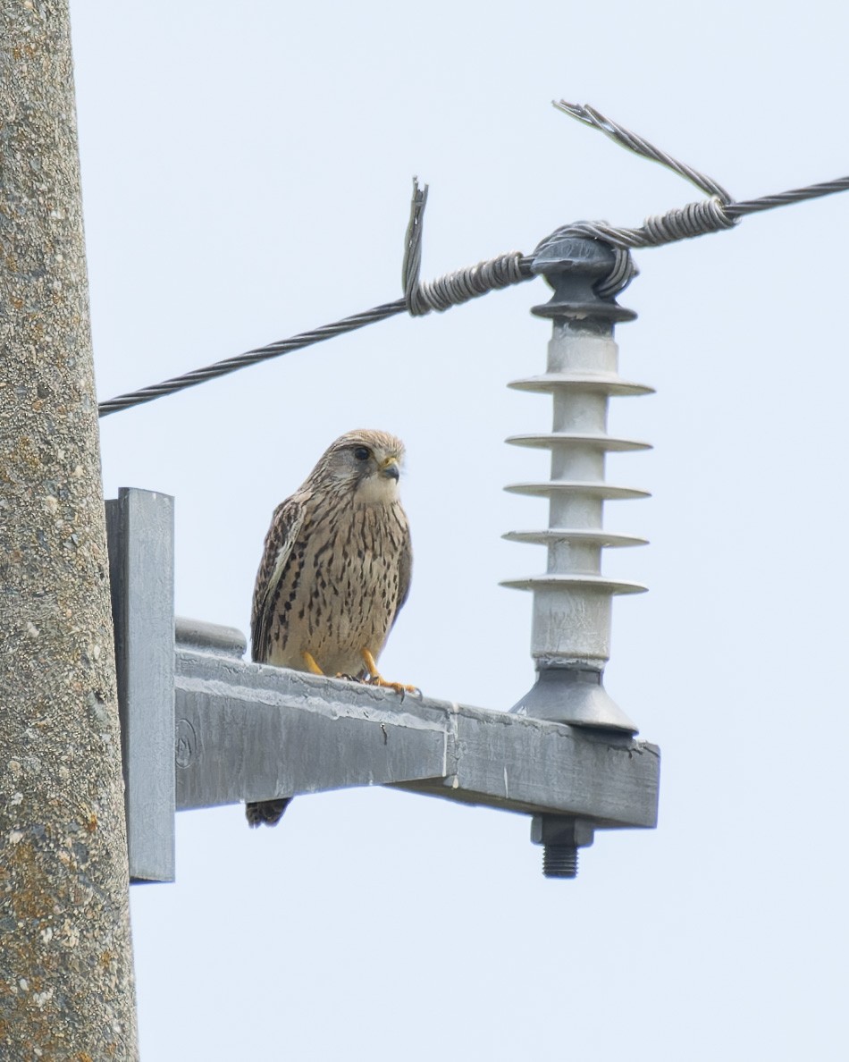 Eurasian Kestrel - john Butters