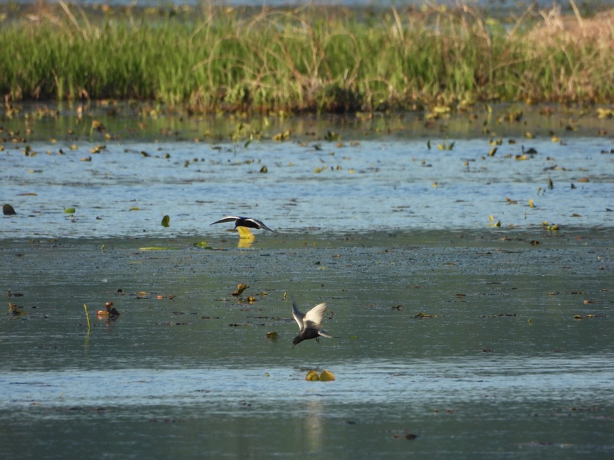 Black Tern - Dan Meyer