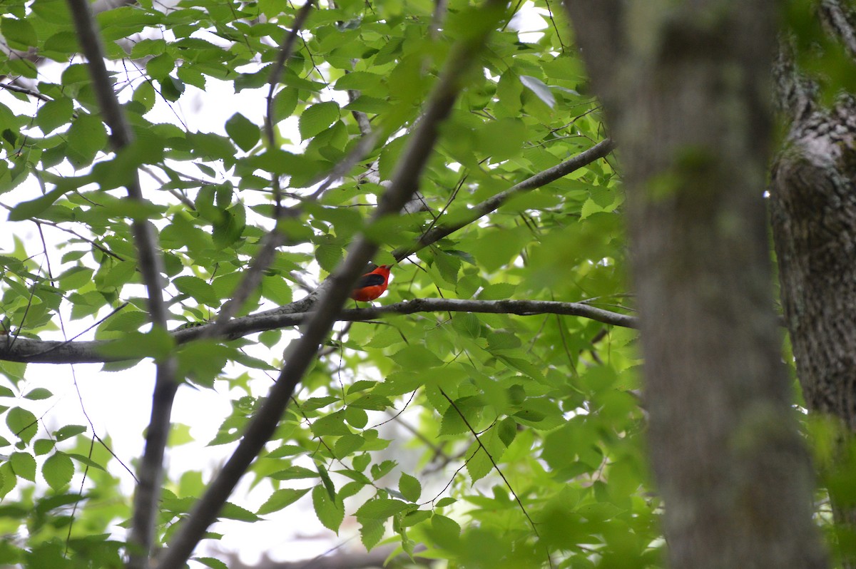 Scarlet Tanager - ML619348401