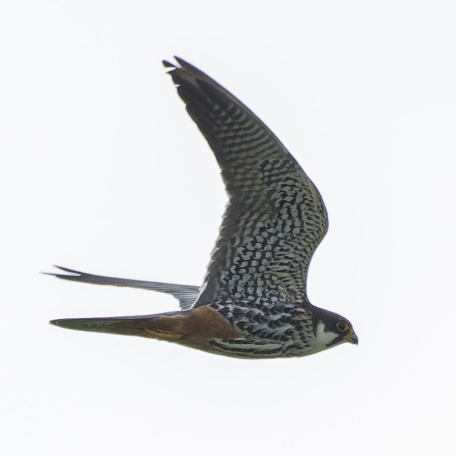 Eurasian Hobby - john Butters