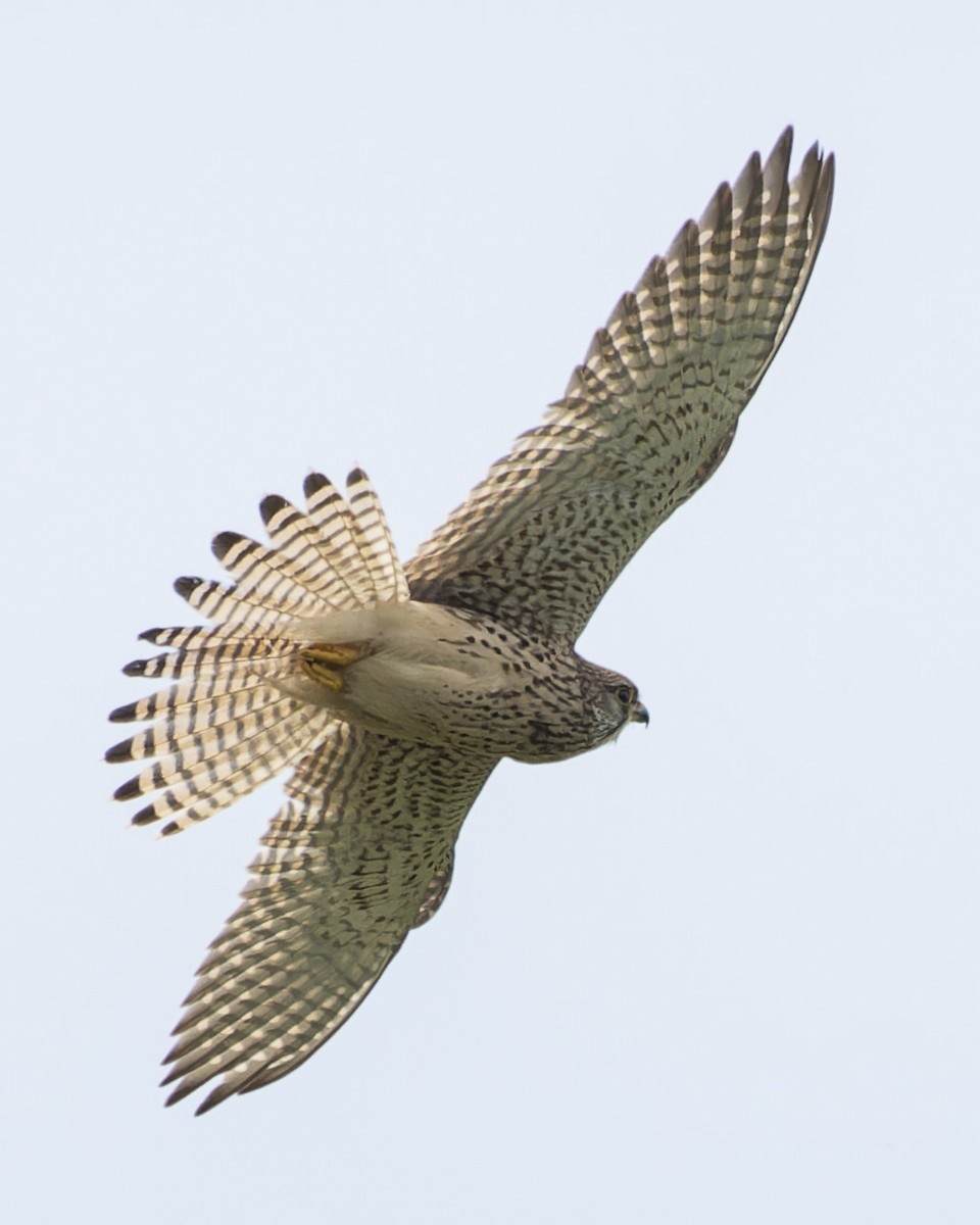 Eurasian Kestrel - john Butters