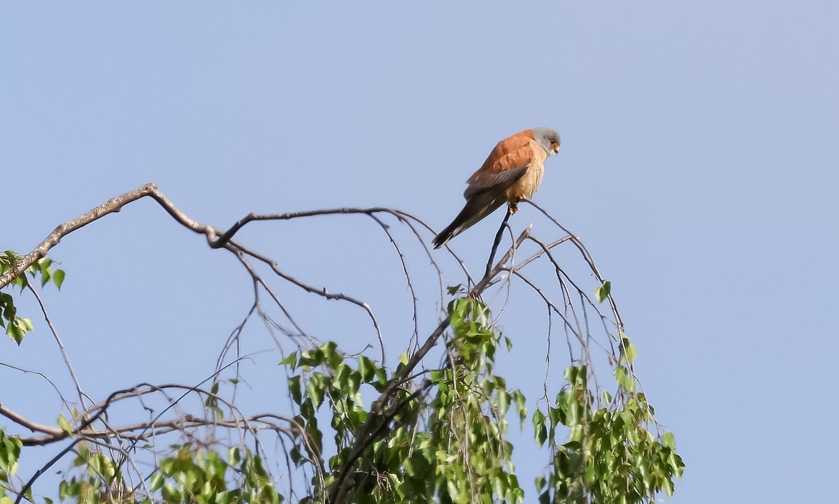 Lesser Kestrel - Edna Mosand