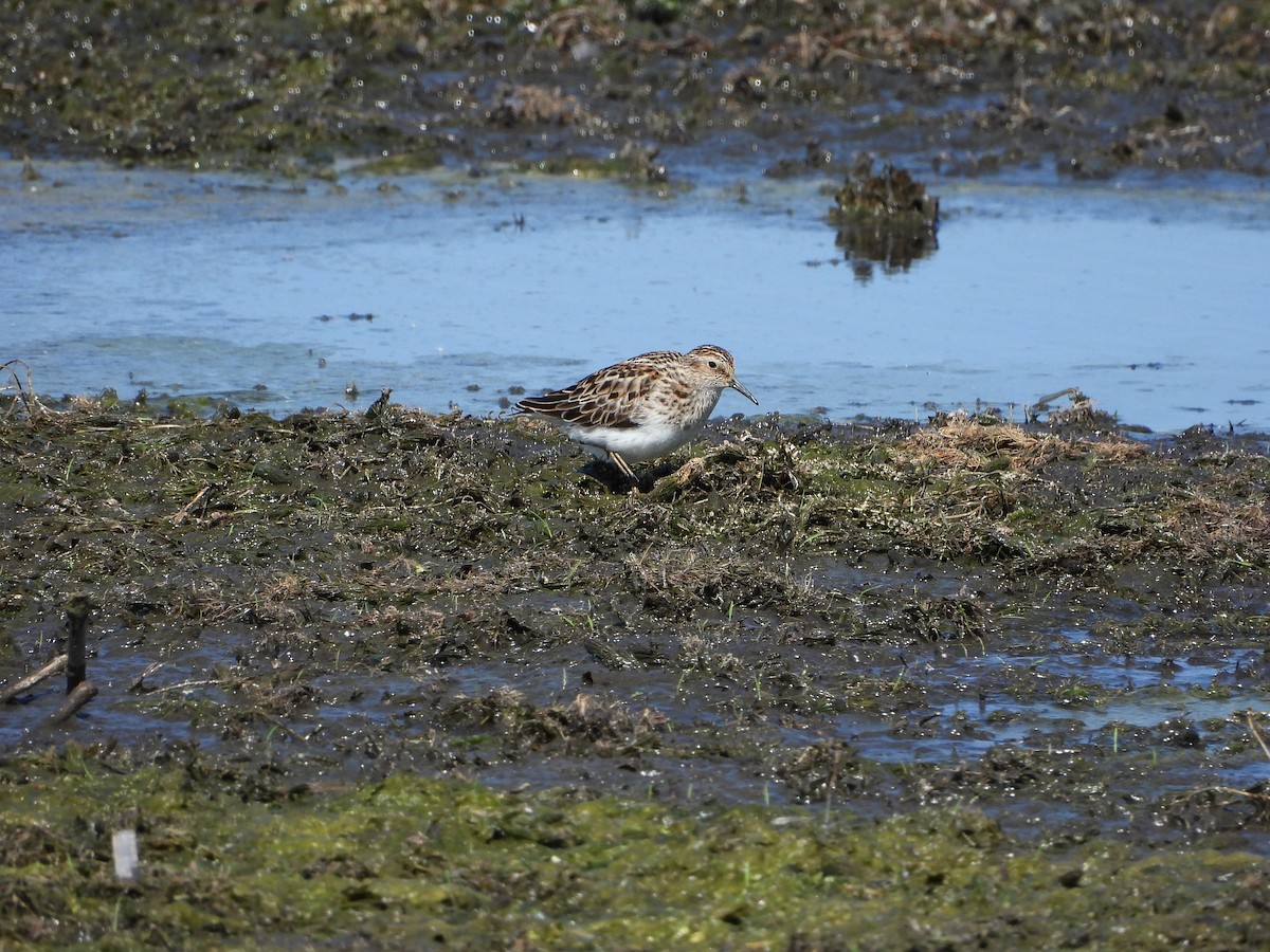 Least Sandpiper - Dan Meyer