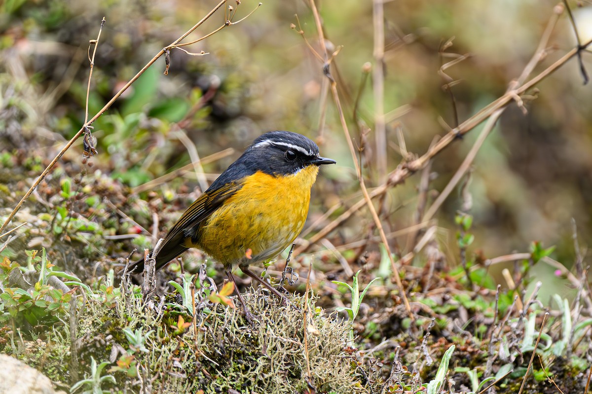 White-browed Bush-Robin - ML619348432