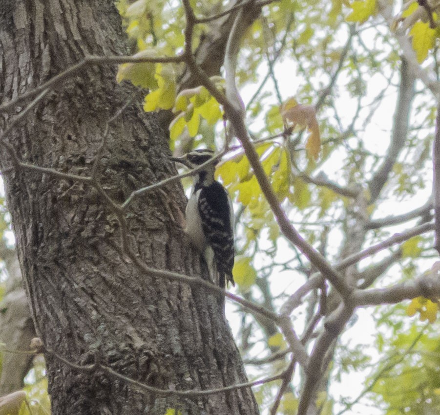 Downy Woodpecker - Anonymous