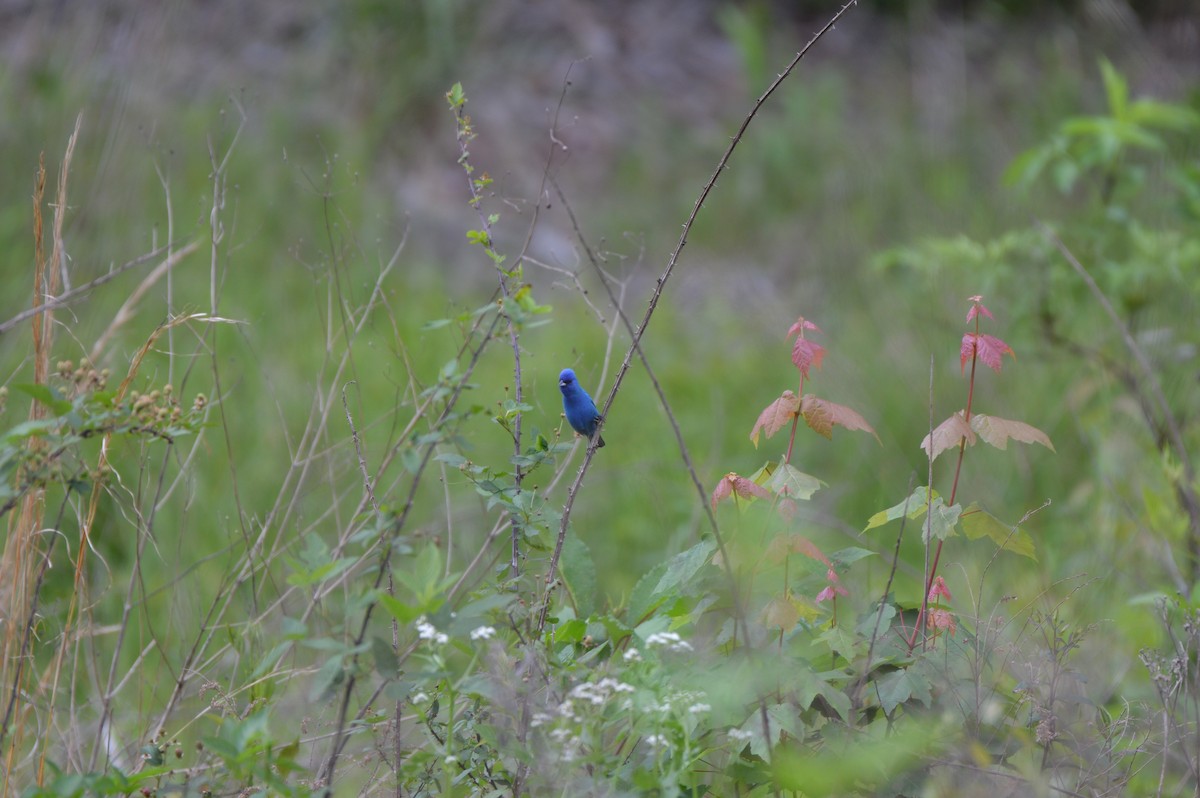 Indigo Bunting - ML619348442