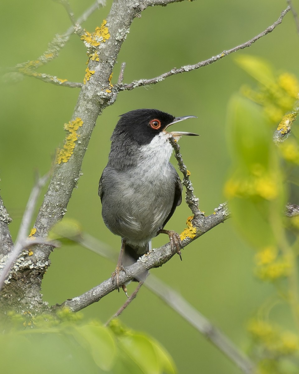 Sardinian Warbler - john Butters