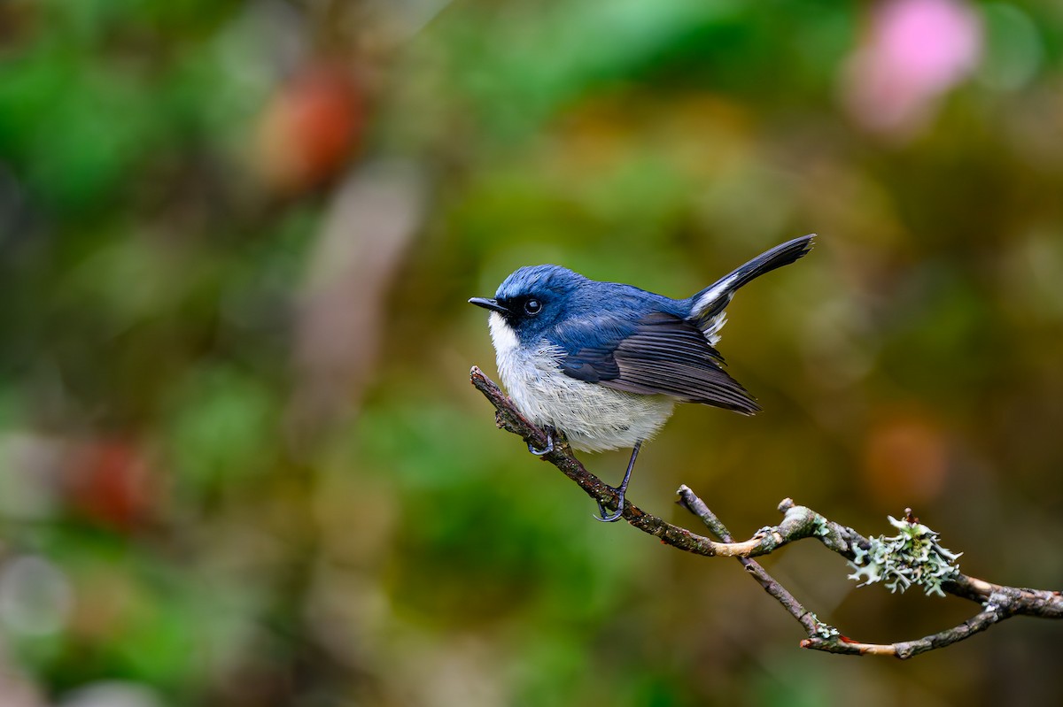 Slaty-blue Flycatcher - ML619348463