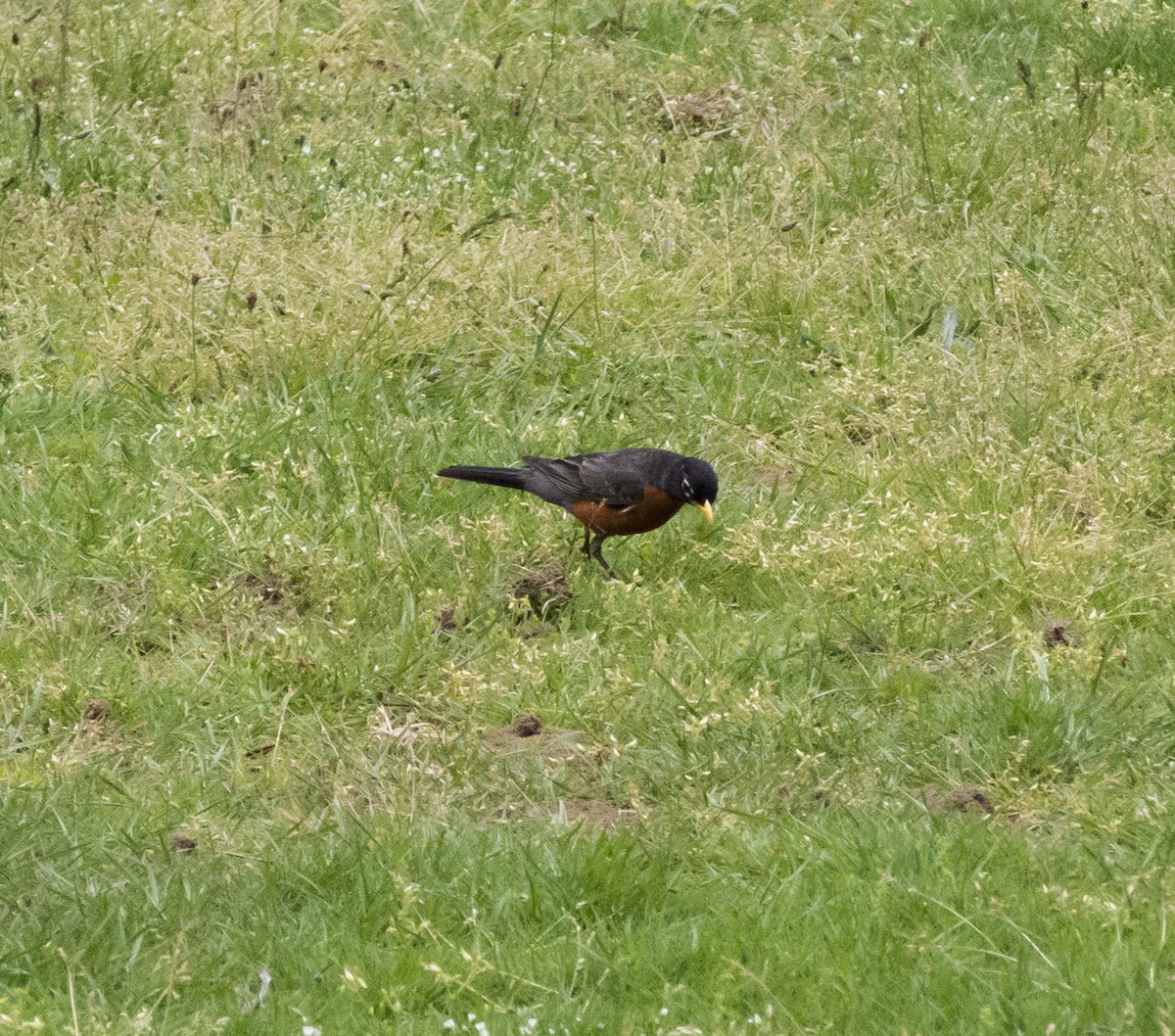 American Robin - ML619348464