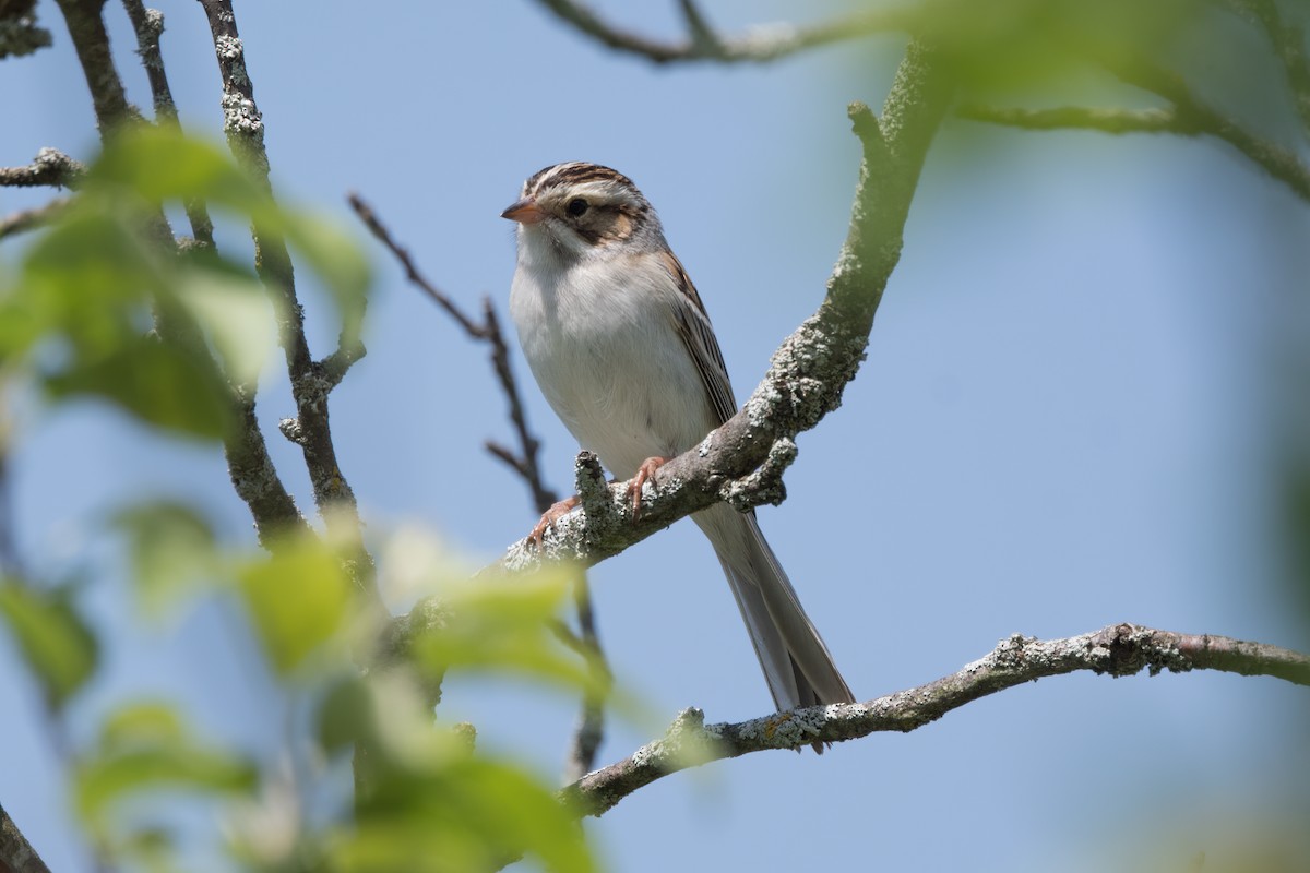 Clay-colored Sparrow - ML619348468
