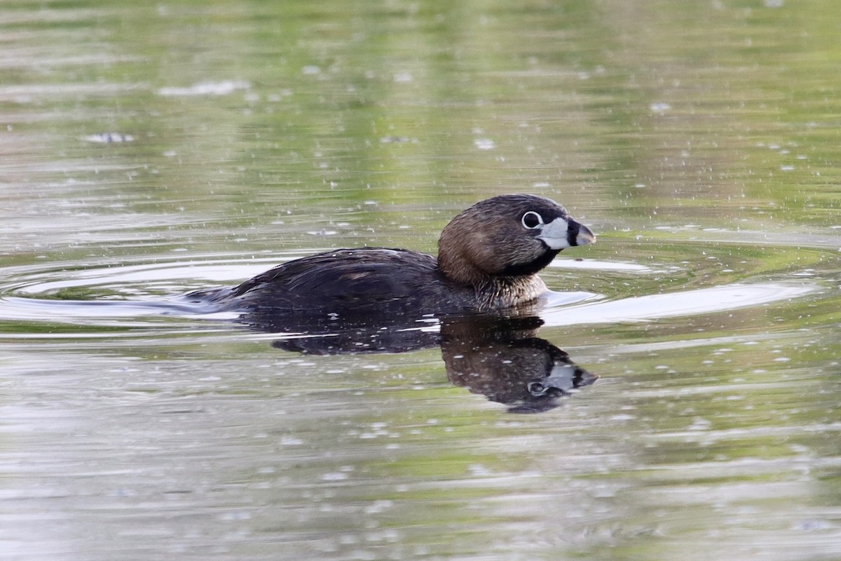 Pied-billed Grebe - Jeff Schroeder