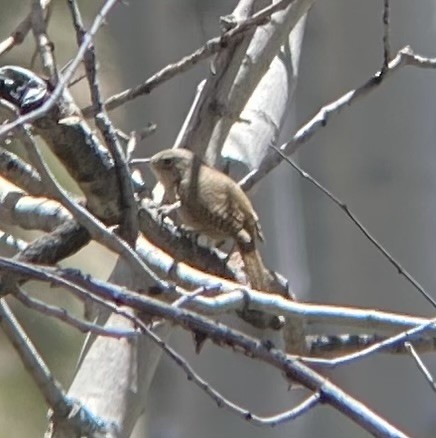 House Wren - Tristan McKnight