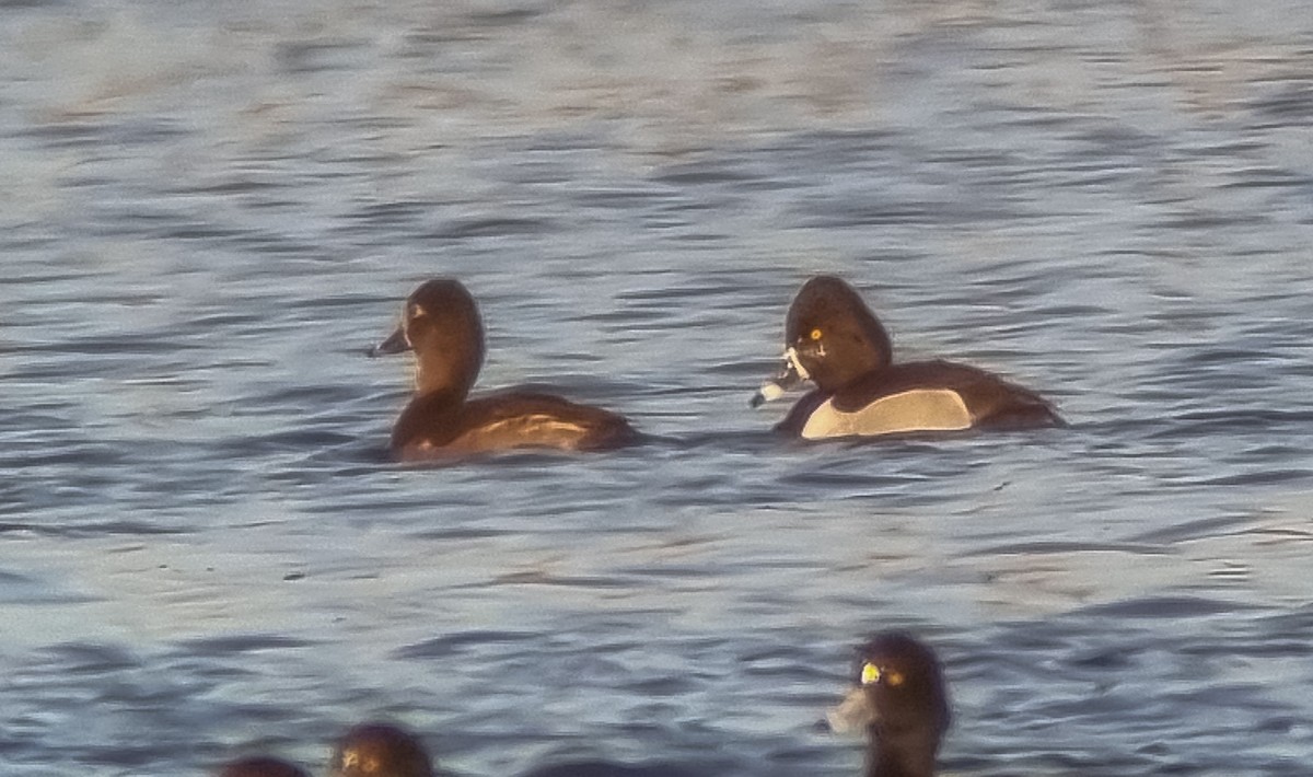 Ring-necked Duck - Theo de Clermont