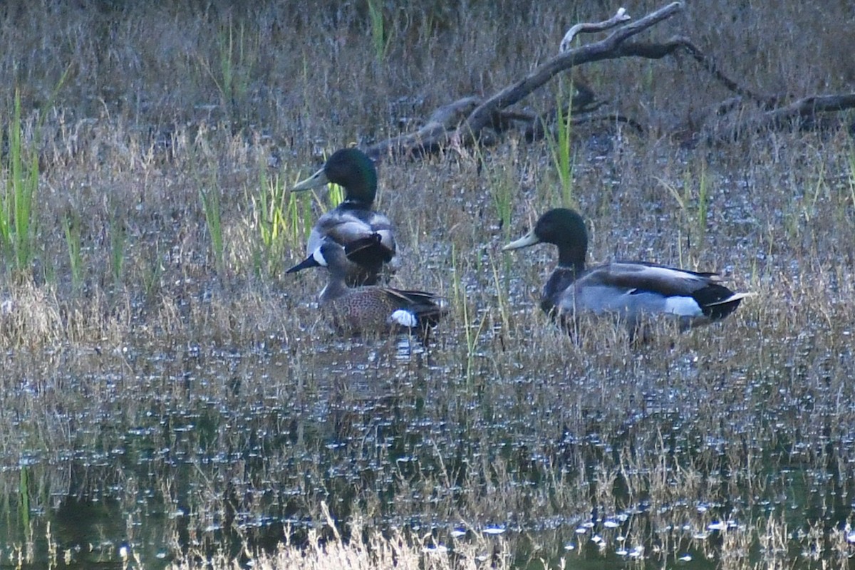 Blue-winged Teal - ML619348516