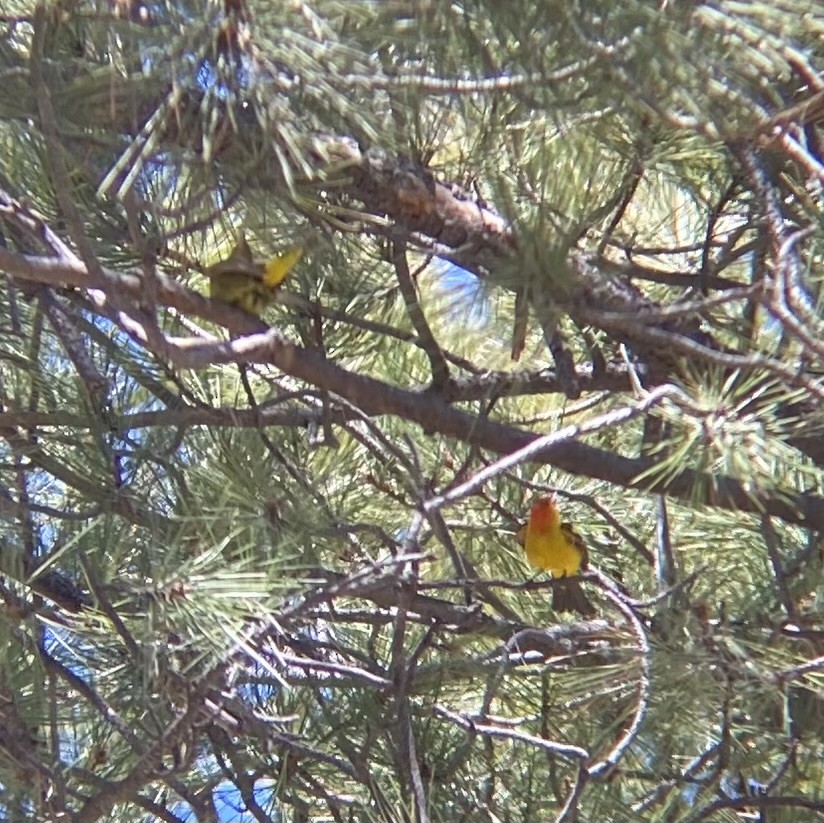 Western Tanager - Tristan McKnight