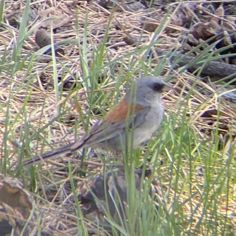 Dark-eyed Junco (Red-backed) - Tristan McKnight