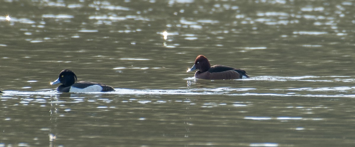 Ferruginous Duck - Theo de Clermont