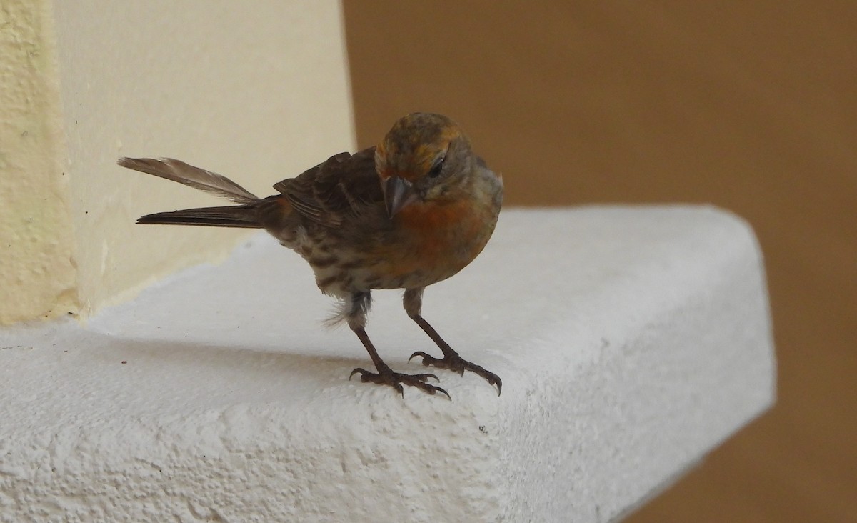 House Finch - Mark Penkower