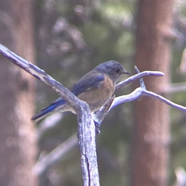 Western Bluebird - Tristan McKnight