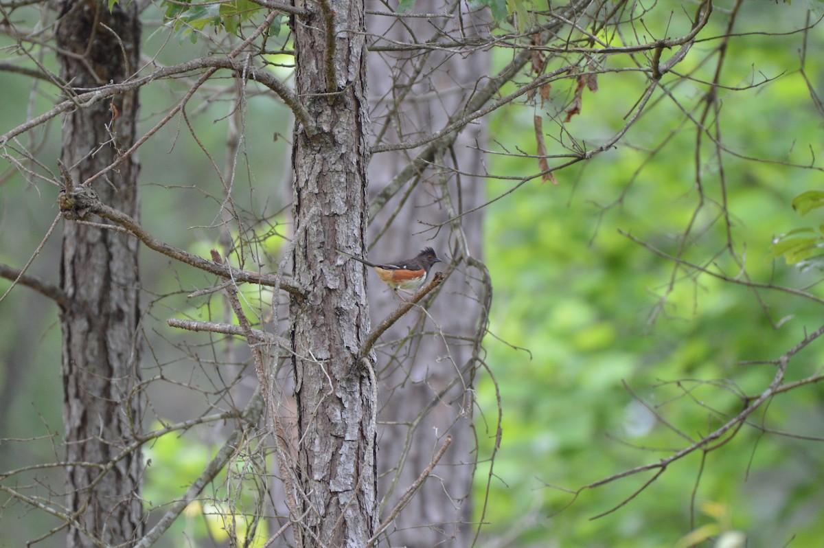 Eastern Towhee - Rebekah Boan