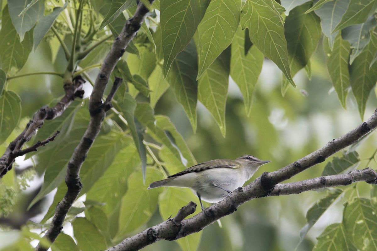 Red-eyed Vireo - Sean Gallagher