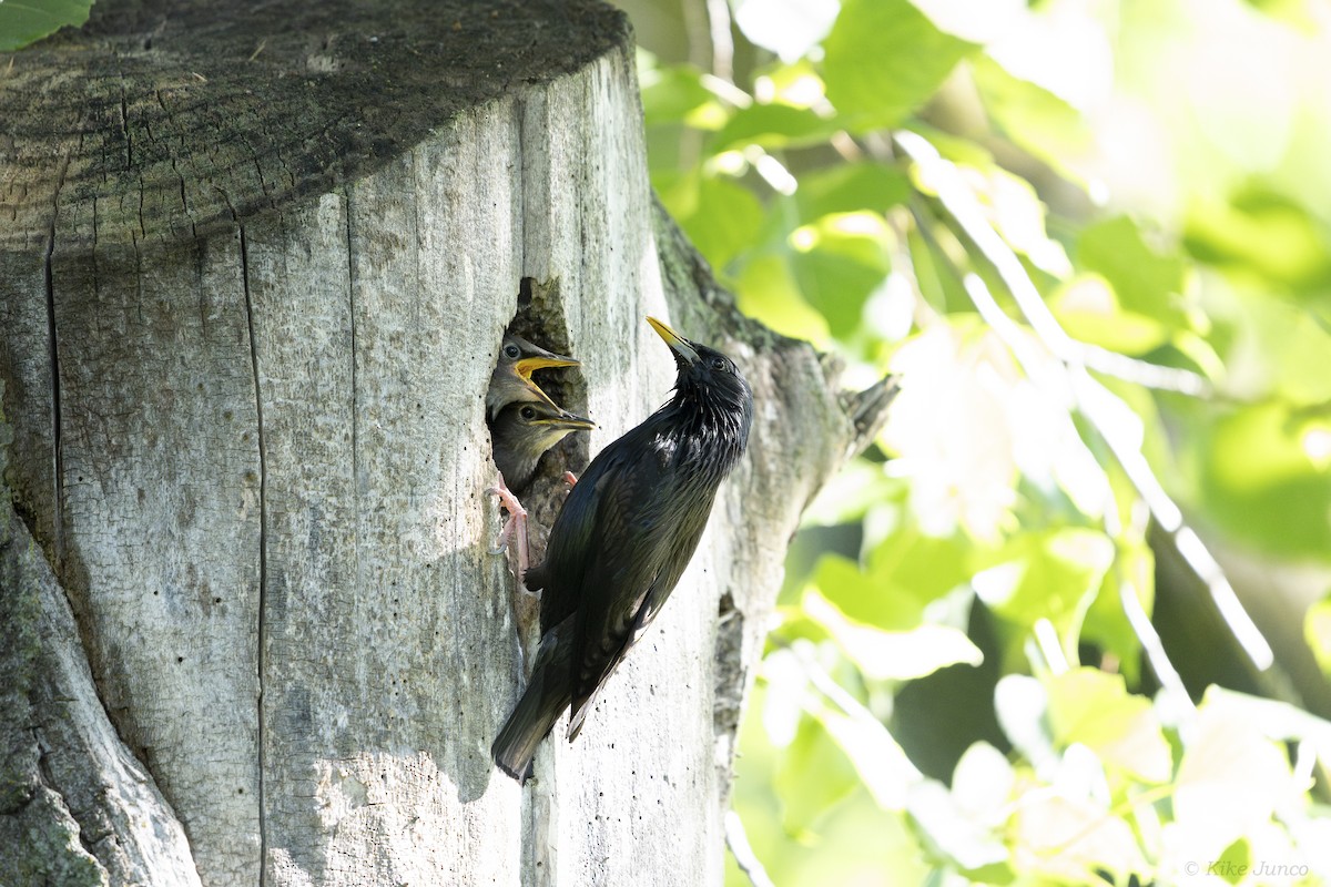 Spotless Starling - Kike Junco