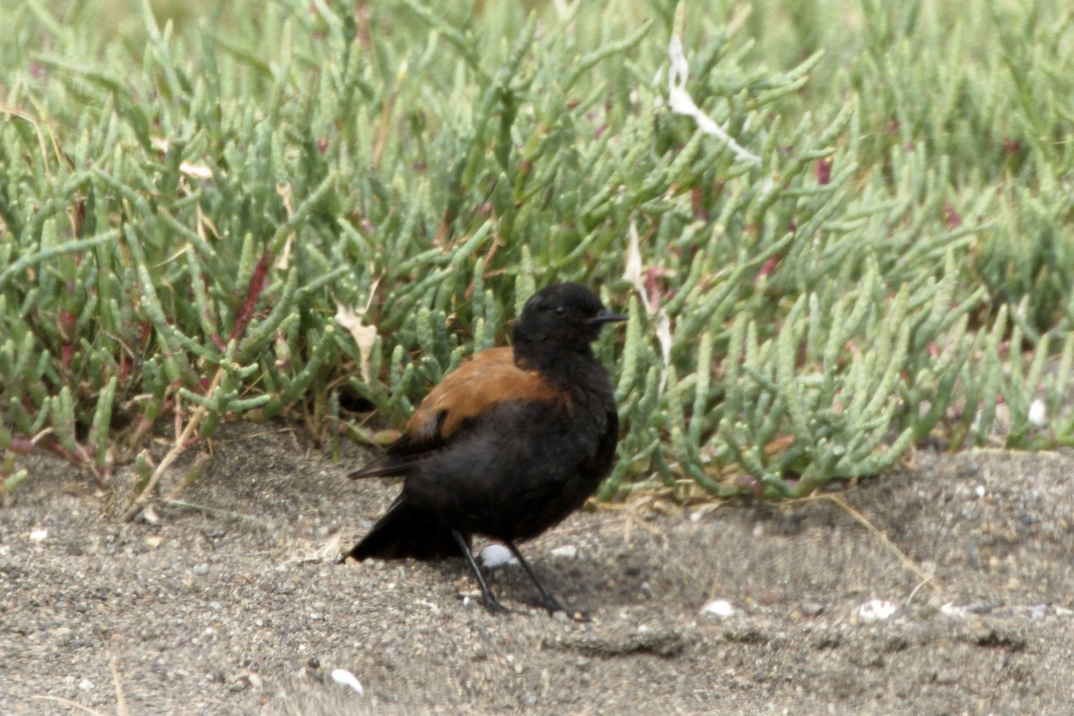 patagonianegrito - ML619348586